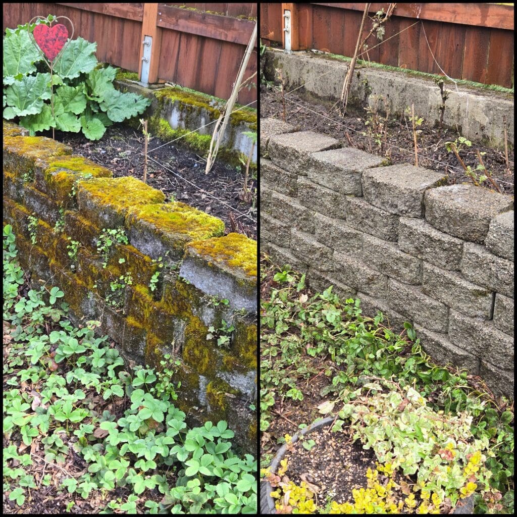 Before & after moss removal from wall.