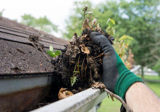 leaves cleaning